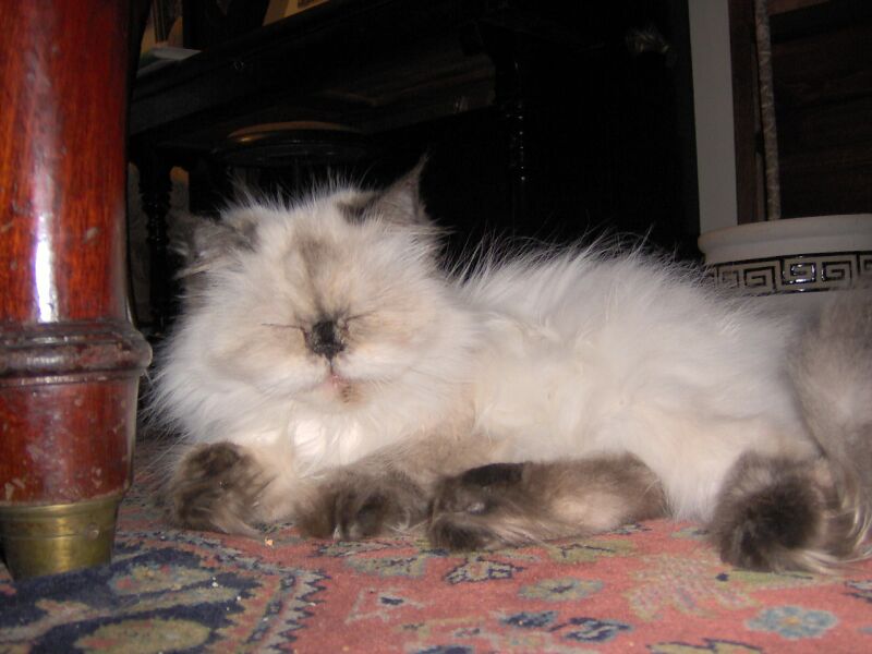Cleopatra, mi gatita persa.jpg