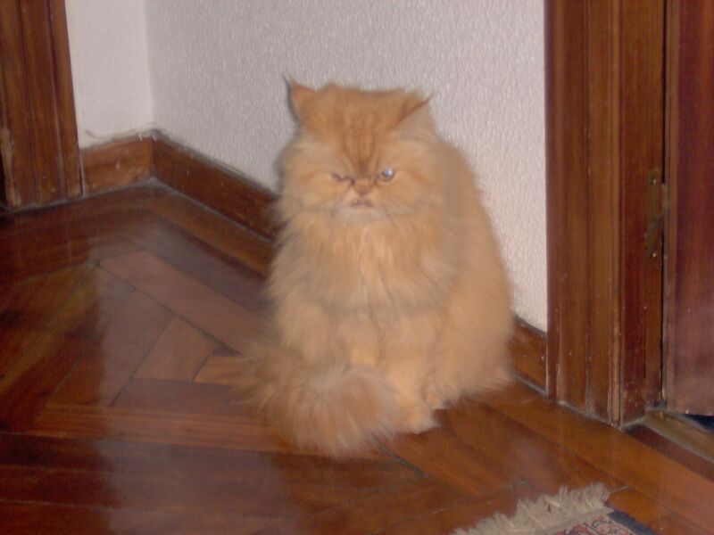 Apolo, su hermano.jpg