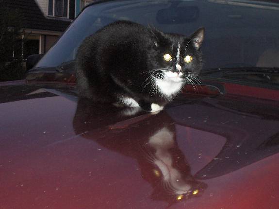 Al gato también le gusta el 90...