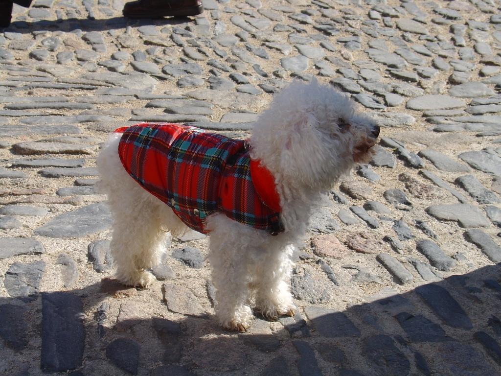 pedrito_de_calçotada_POBLET.JPG