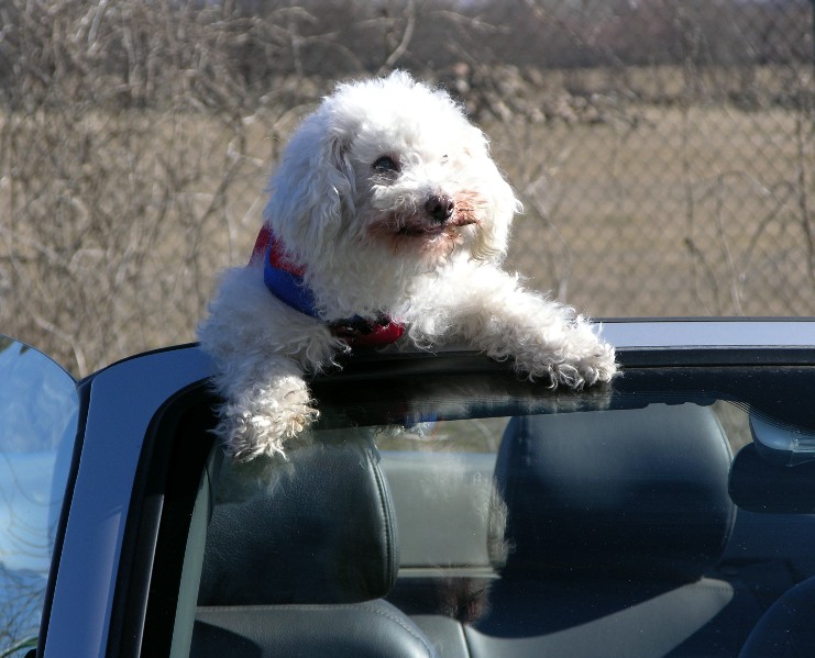 Pedrito piloto.jpg