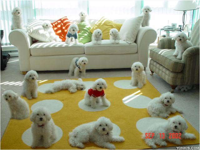 perros4.jpg