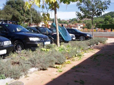 Los morritos, todas estas hierbas que veis por ahí es tomillo, hacia un olorcillo a campo, huuuuum!!