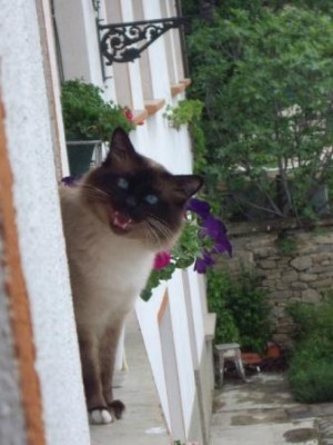 IMGP3415_Small.JPG