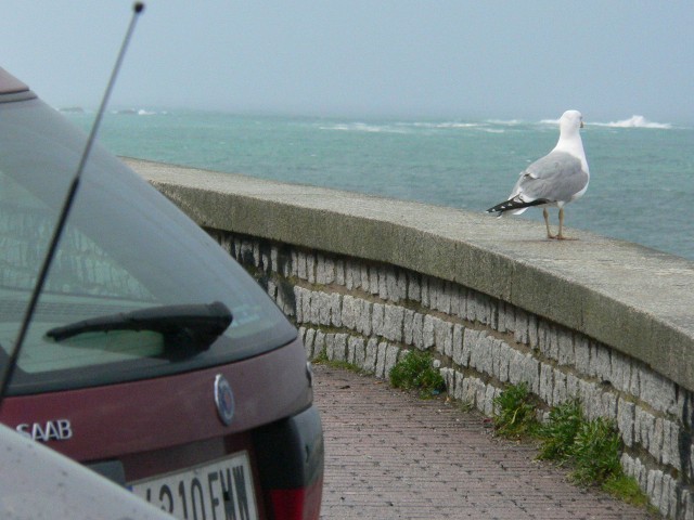 P1130594.JPG