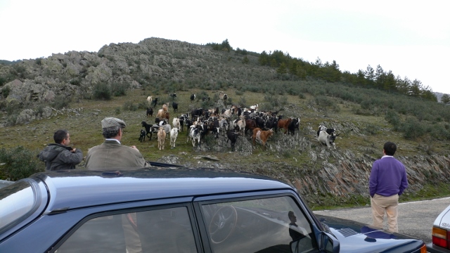 Las cabras como locas creyendo que les íbamos a dar de comer