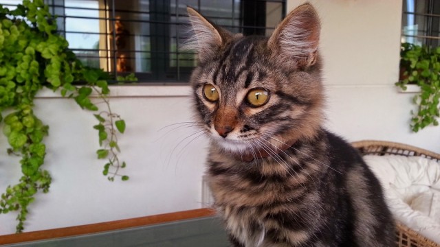Poncho_pequeño.jpg