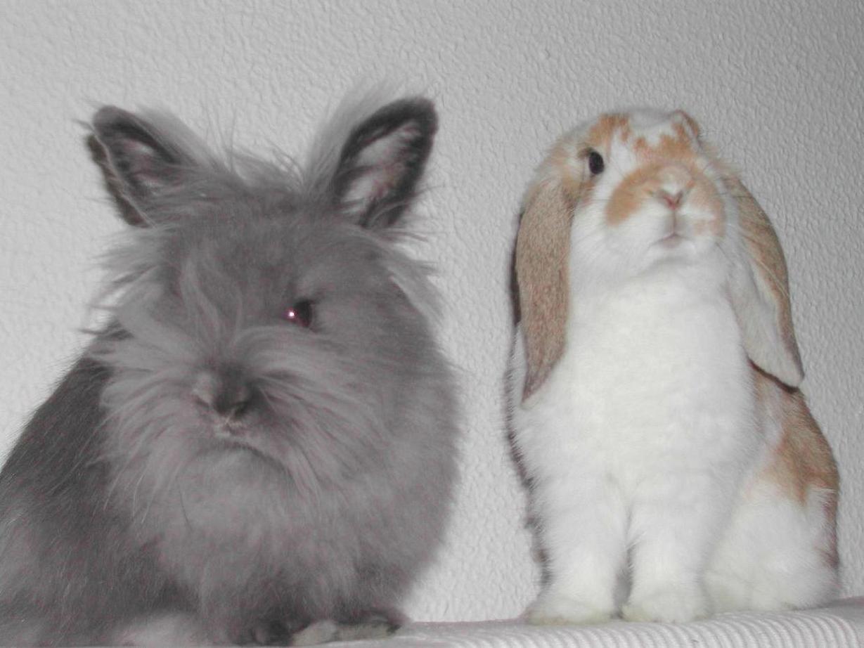 Conejas