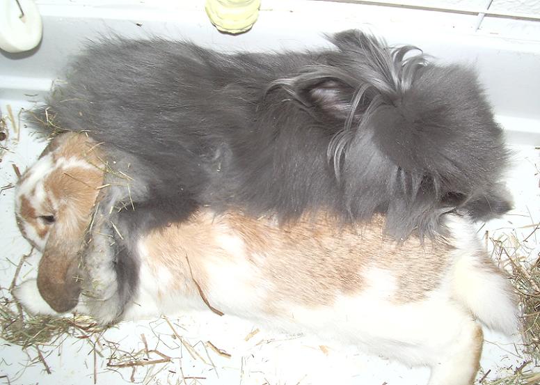 conejas2.jpg