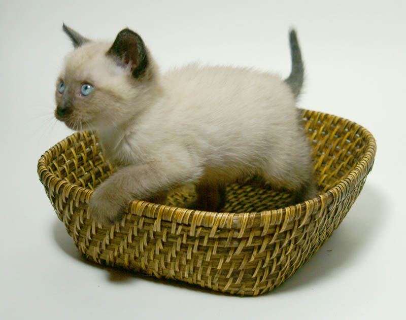 rocco6.jpg