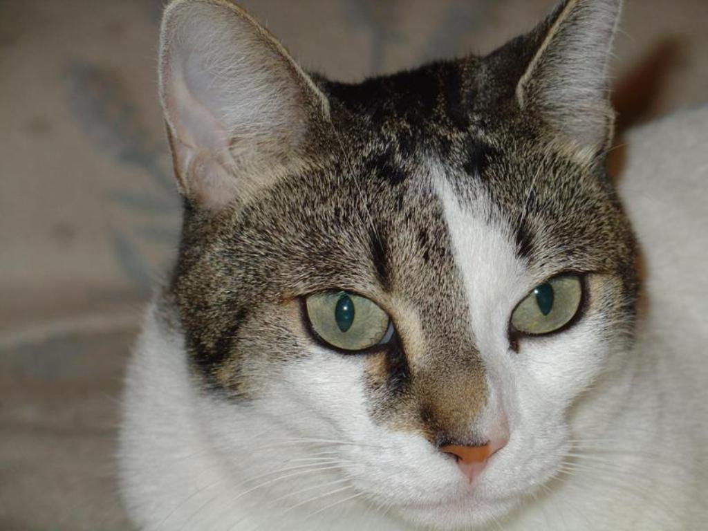 quira, la gata blanca