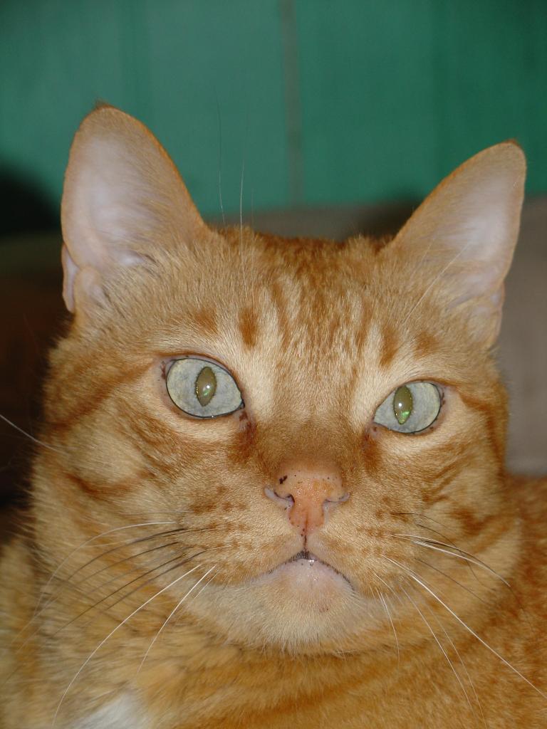 Ros, el gato rubio de 8Kg!!!