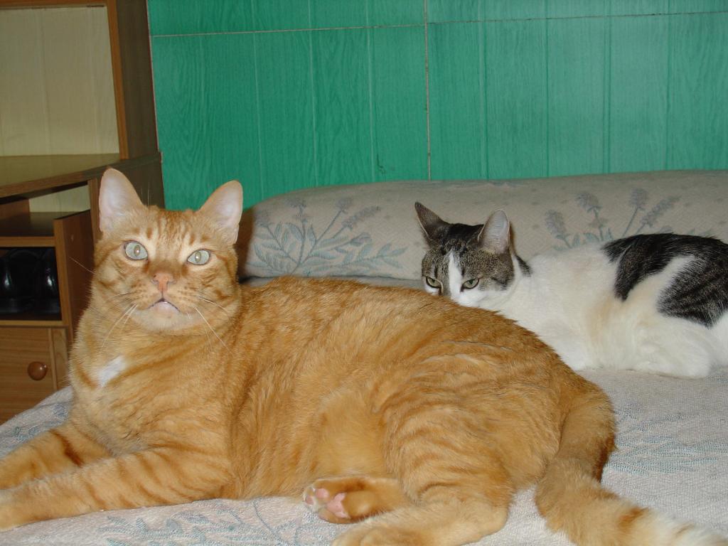 ros + quira in the bed...