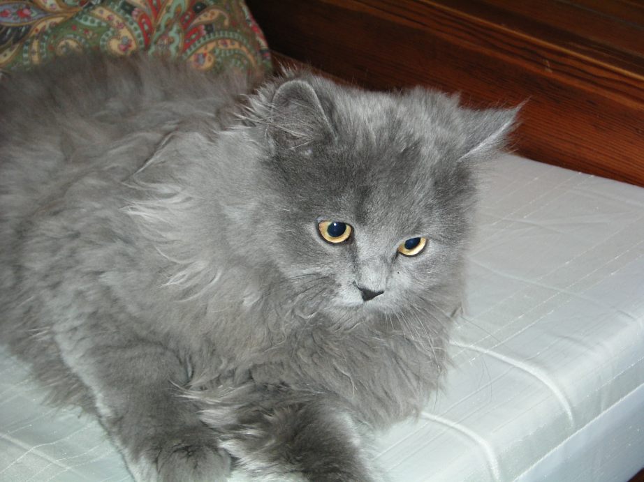 Saquet (el hermano).JPG