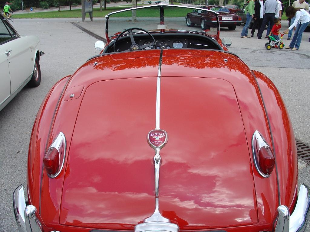 jaguar_03.jpg