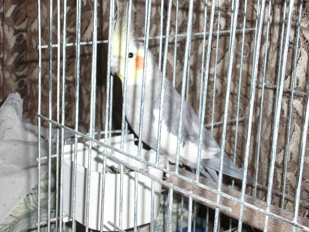 pollo cantor.JPG