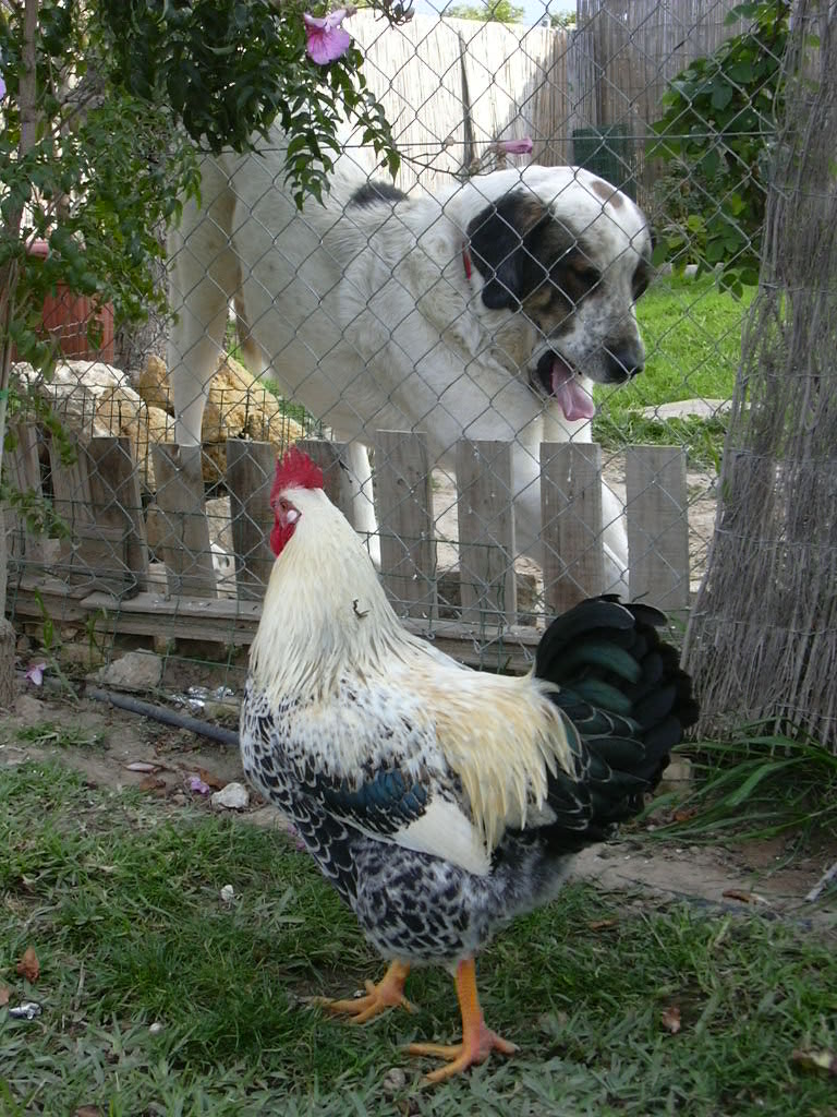 Pollo pera